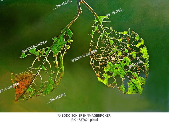 Leaf skeleton, damage done by caterpillars