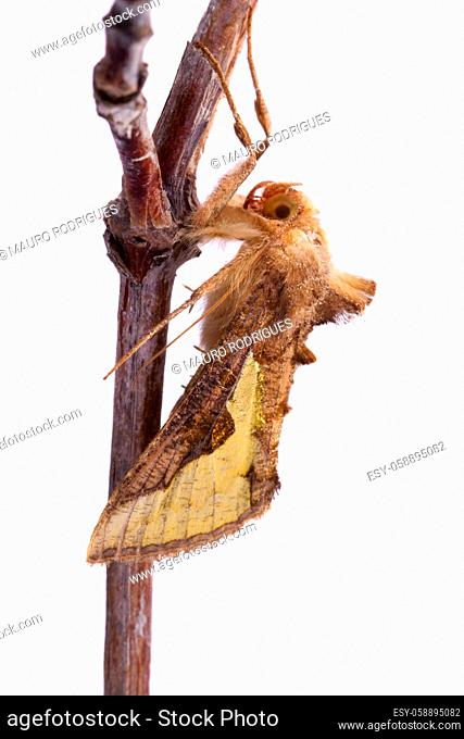 Close detail view of a nocturnal moth isolated on a white background