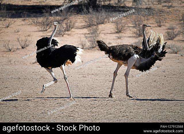 South African ostrich pair (Struthio camelus australis) in the courtship, recorded on February 24th, 2019 in the Kgalagadi Transfrontier National Park