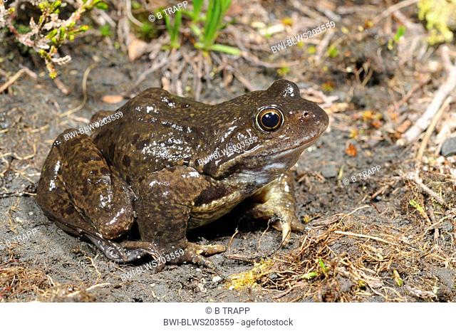 common frog, grass frog Rana temporaria, wet shimmering mucosa, Spain, Katalonia, Pyrenees