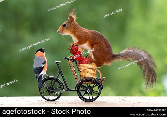 red squirrel with a bullfinch is standing on a cycle with strawberries