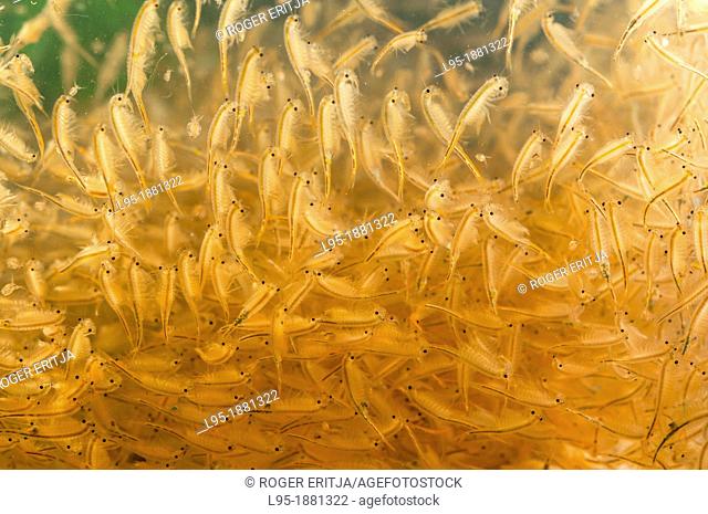 Branchipus schaefferi is a Crustacean appearing in European meadows claywater