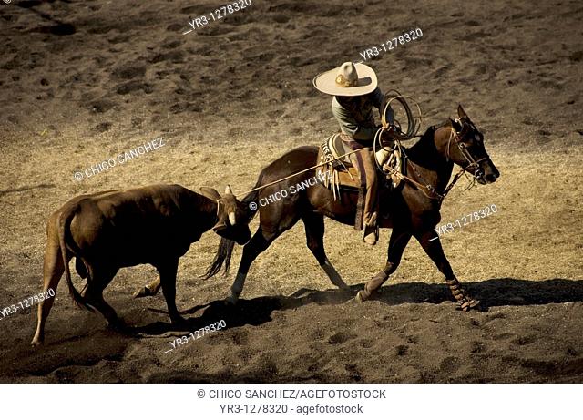 A Mexican Charro lassoes a bull as he rides a horse at a charreria competition in Mexico City. Male rodeo competitors are 'Charros