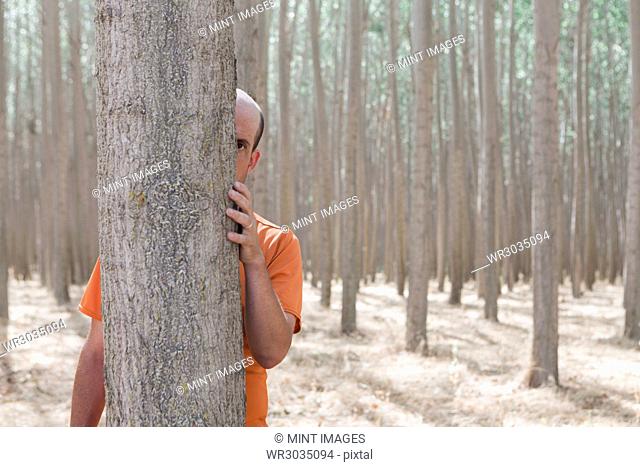 Man peering from behind a poplar tree trunk on a commercial tree farm