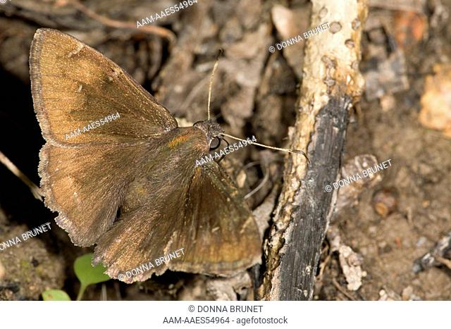 Northern Cloudywing (Thorybes pylades) puddles at damp mud in Ozark forest. Camden County, Missouri, 29 May 2008