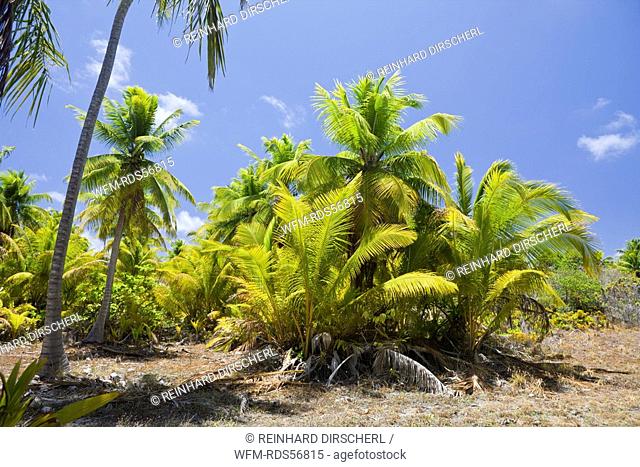 Coconut Palms at Bikini, Bikini Atoll, Micronesia, Pacific Ocean, Marshall Islands