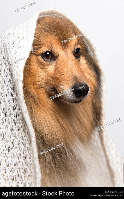 Portrait of a shetland sheepdog looking away wearing a white scarf on a white background