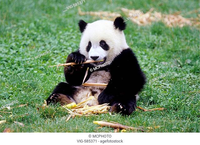 Acht Monate junger Grosser Panda beim Fressen von Bambus in der Forschungsstation Wolong/China - Wolong, Sichuan, China, 04/08/2006