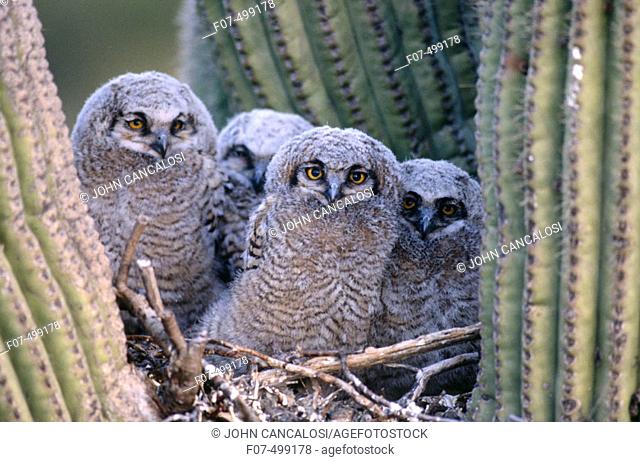 Great Horned Owl (Bubo virginianus). Arizona, USA