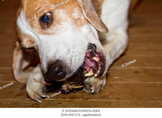 Beagle beim Fressen eines Fleischknochens