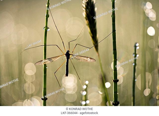Crane fly on scouring rush with morning dew, Upper Bavaria, Bavaria, Germany, Europe