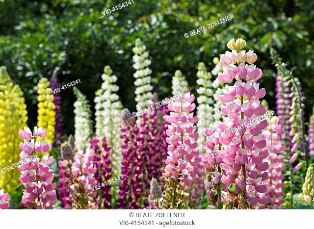 Blooming colorful lupins - Keitum/Sylt, Schleswig-Holstein, Germany, 20/06/2013