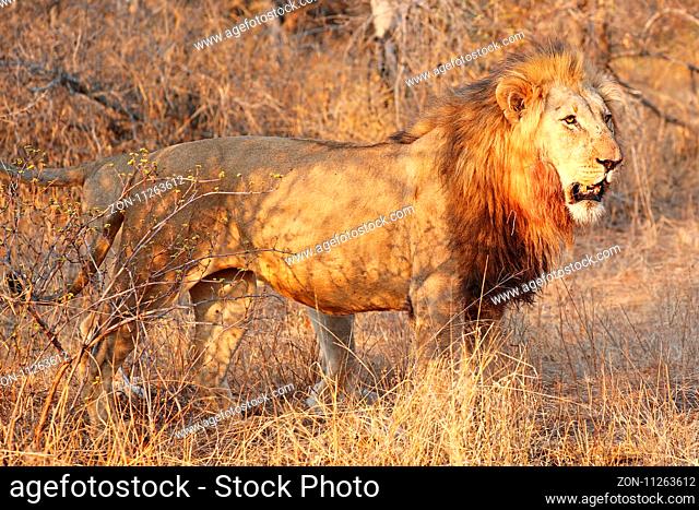 Löwe im warmen Nachmittagslicht, Südafrika, lion in the warm light of the day, South Africa