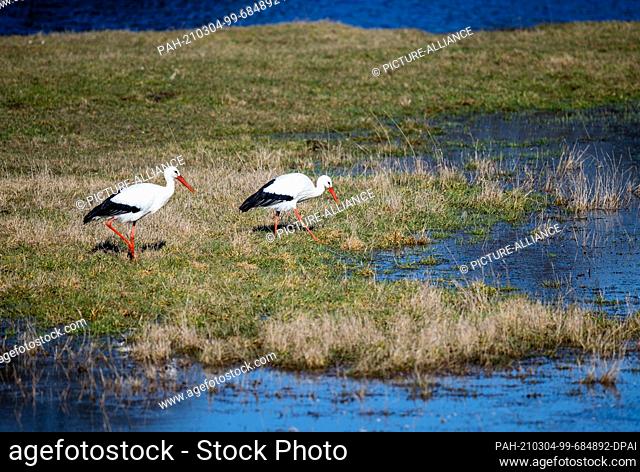 02 March 2021, Lower Saxony, Darchau: Two storks search for food on the partially flooded Elbe meadows. Photo: Jens Büttner/dpa-Zentralbild/ZB