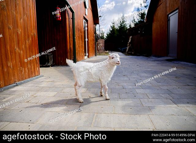 PRODUCTION - 12 April 2022, Poland, Przemysl: One-month-old billy goat Sasha walks on the premises of the veterinary clinic ""Ada""