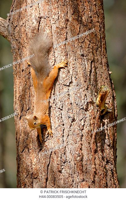 Eichhörnchen, Sciurus vulgaris