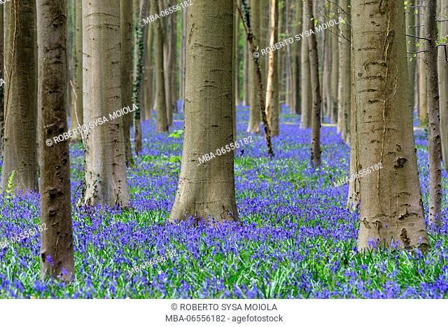 Purple carpet of blooming bluebells framed by trunks of the giant Sequoia trees in the Hallerbos forest Halle Belgium Europe