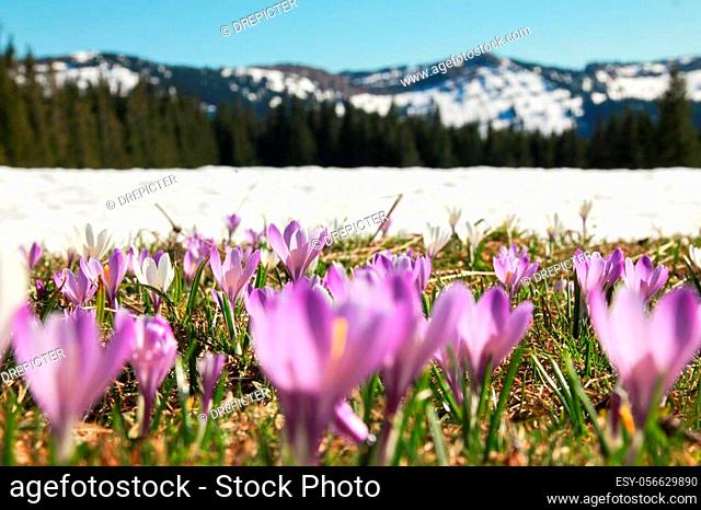 Beautiful meadow of wild purple crocuses. Blue sky and hills with trees in background. Peaceful spring day