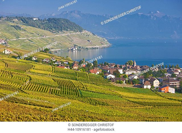 Canton, Vaud, Waadt, Switzerland, Europe, village, lake, wine, shoots, vineyard, wine cultivation, Western Switzerland, Lake Geneva, Lavaux