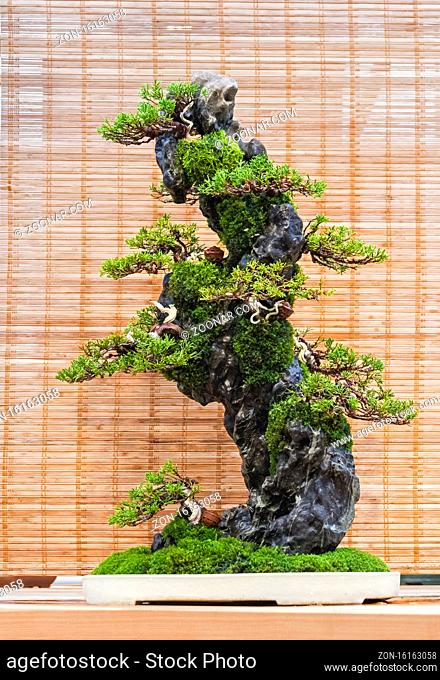 Bonsai - Chinese juniper (Juniperus chinensis). Composition on a stone. Age - about 20 years. Exhibition of Bonsai in Aptekarsky Ogorod (a branch of the...