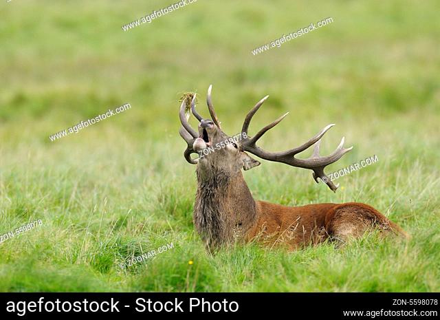 Rothirsch, Cervus elaphus, Dänemark, Red deer, Denmark