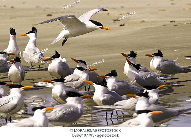 Central America, Mexico, Baja California Sur, Puerto San Carlos, Magdalena Bay (Madelaine Bay), . Royal tern (Thalasseus maximus), group on the beach
