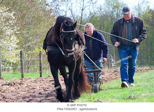 Horse Equus spp - Hardenberg, Salland, Overijssel, The Netherlands, Holland, Europe