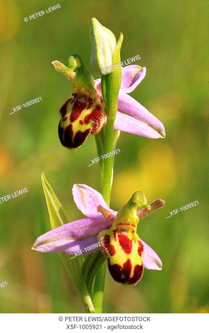 Belgarum Bee Orchid a rare variant of the Bee Orchid, it was originally called False Trollii or Fase Wasp  It was renamed Venta Belgarum from the Roman name for...