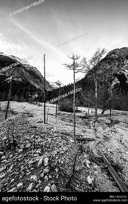 A deadwood forest in a cirque or dry streambed in the Karwendel mountains