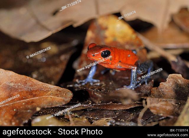 The strawberry poison-dart frog (Oophaga pumilio) on old leaves, a poison dart frog of the tree climbing frog family, Sarapiqui area, Costa Rica