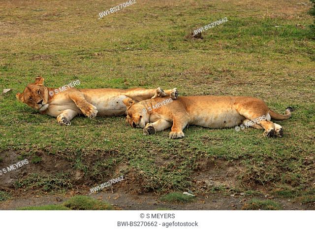 lion Panthera leo, two sleeping lions , Tanzania, Ngorongoro Conservation Area
