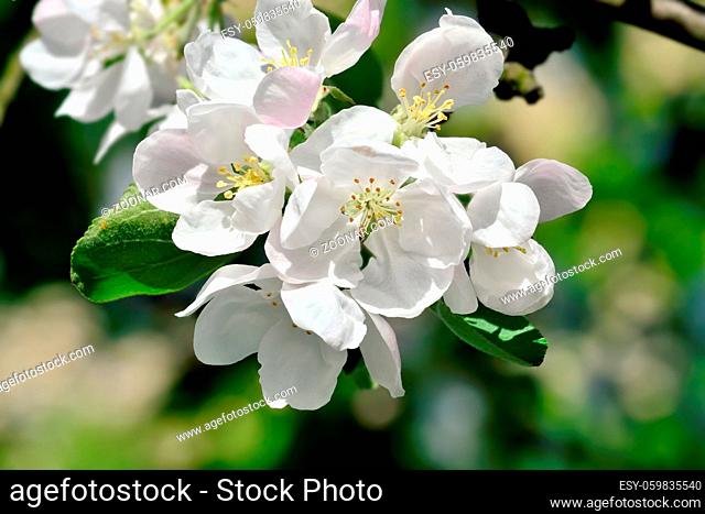 Spring. Apple tree in blossom. Beautiful flowers closeup