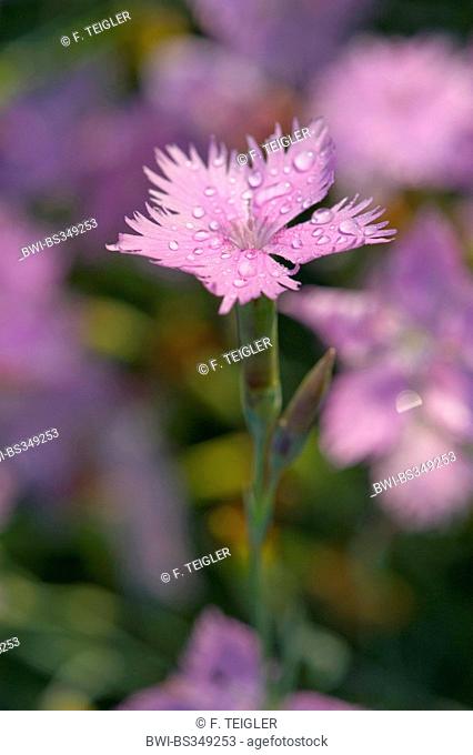 Feathered Pink, Cottage pink (Dianthus plumarius), flower with water drops, Germany