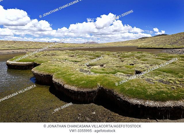 Vegetación andina sometida a estrés hídrico debido al cambio climático y la lenta desertificación. Huancavelica - Perú