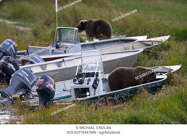 Two curious brown bear cubs Ursus arctos, probably just recently weened, inspecting and gnawing on park ranger and service boats at the Brooks River in Katmai...
