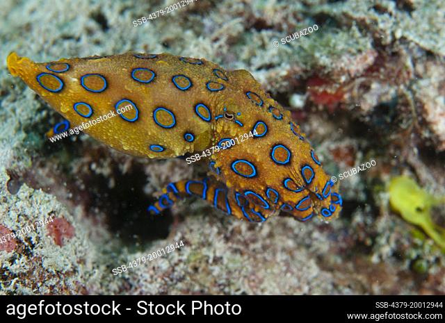 Greater Blue-ringed Octopus, Hapalochlaena lunulata, Swimming along the bottom, Kapalai, Sabah, Borneo, Malaysia