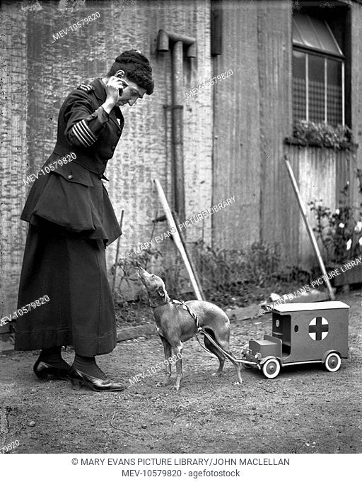 A woman in Red Cross uniform during the First World War, training a small dog pulling a model Red Cross van -- probably designed for fundraising