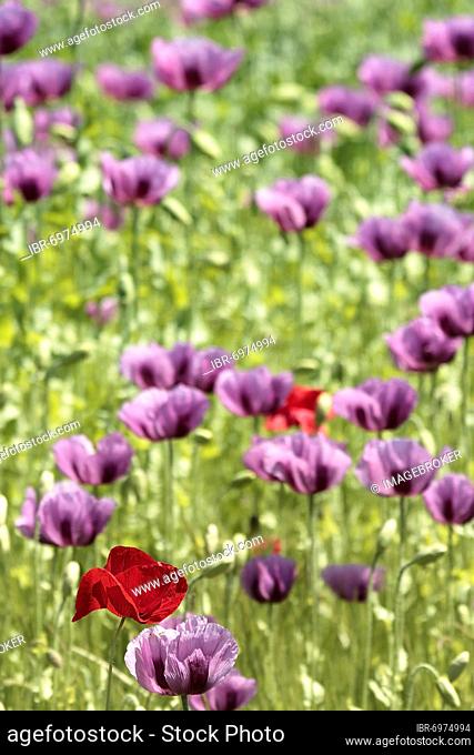 Opium poppy (Papaver somniferum), poppy flowers (Papaver rhoeas), Hesse, Germany, Europe