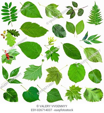 set of varuious green leaves isolated on white - fragaria, malus, morus, blackberry, mulberry, redcurrant, viburnum, kalina, black currant, potato, crabapple