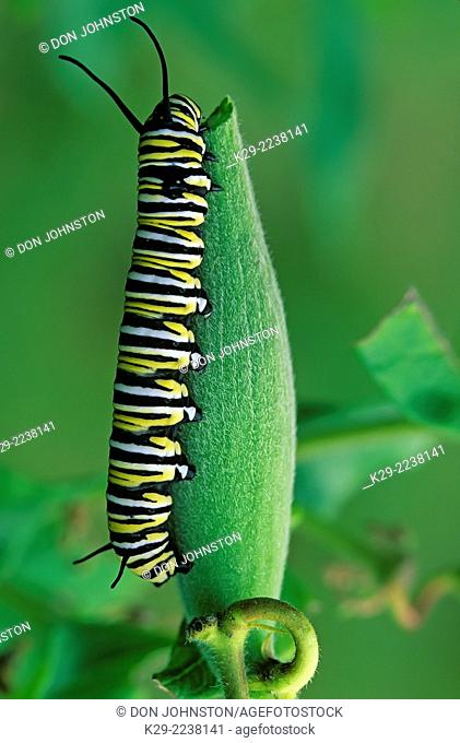 Monarch butterfly, Danaus plexippus. Caterpillar feeding on butterfly milkweed flowers, Greater Sudbury, Ontario, Canada