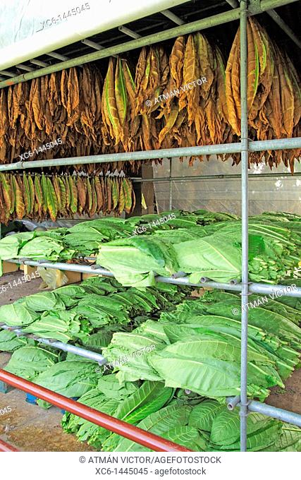 Tobacco leaves drying shed