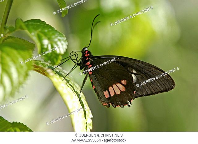 Pink Cattle Heart (Parides iphidamas) South America and Central America proboscis