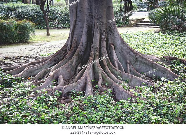 Roots of a tree in a park in Seville, Spain