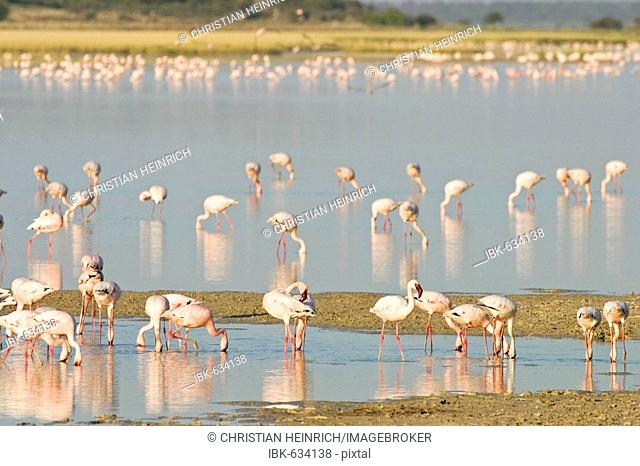 Lesser Flamingos (Phoenicopterus minor) at a lagoon, Etosha National Park, Namibia, Africa