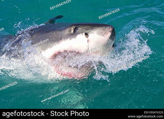 Great White Shark, Carcharodon carcharias, Gansbaai, Western Cape, South Africa, Africa