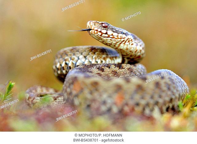 Adder, common viper, common European viper, common viper (Vipera berus), flicking, Germany