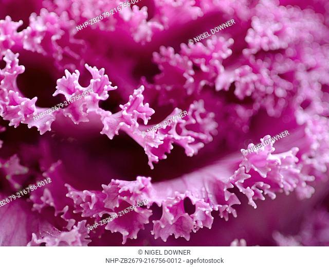 Close-up abstract image of a colourful Ornimental kale or Flowering cabbage Brassica oleracea growing in a garden in Norfolk