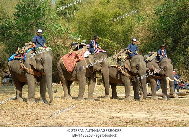 Elephants forming a line at the parade, Mahouts riding, Elephant Festival, Ban Viengkeo, Hongsa, Xaignabouri Province, Sayaburi, Xayaburi or Sainyabuli, Laos