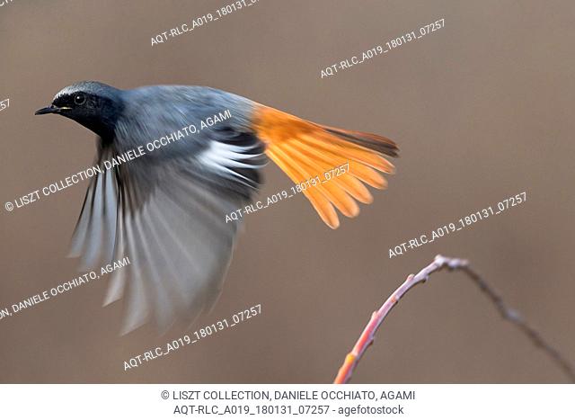 Male Black Redstart in flight, Black Redstart, Phoenicurus ochruros