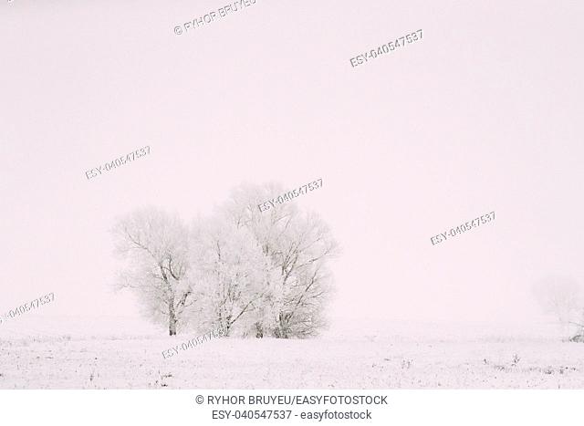 Snow-covered Field In Winter Frosty Day. Fluffy Trees In Snow. Minimalism In Winter Landscape